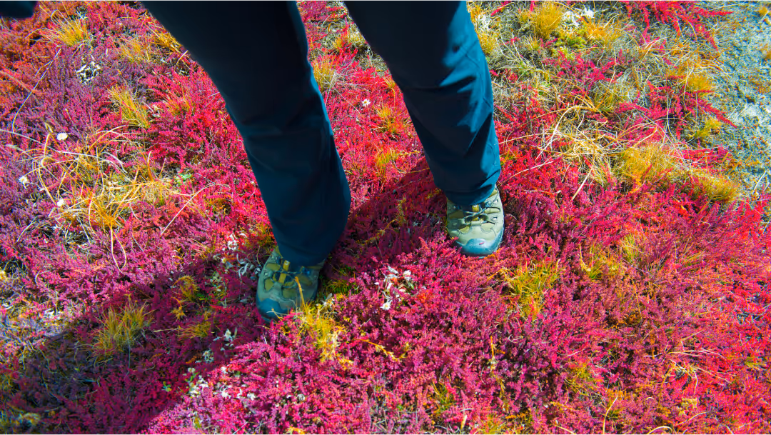 Floral Trails in Nepal