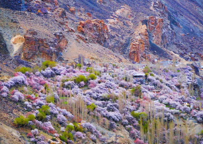 Apricot Blossom Trail