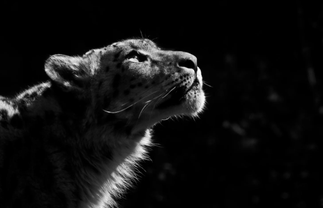 The Snow Leopard Trail