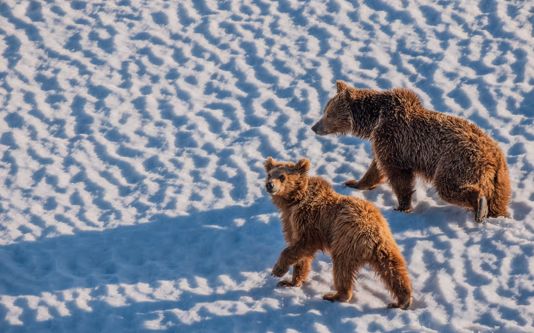 Wildlife Adventures in Uttarakhand