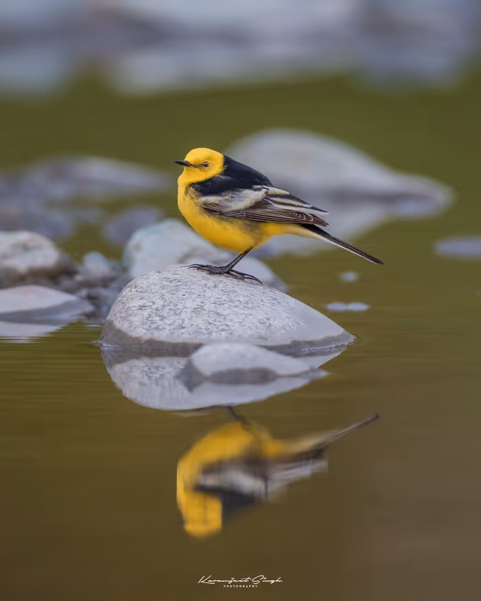 Birds of the Hills in Sikkim