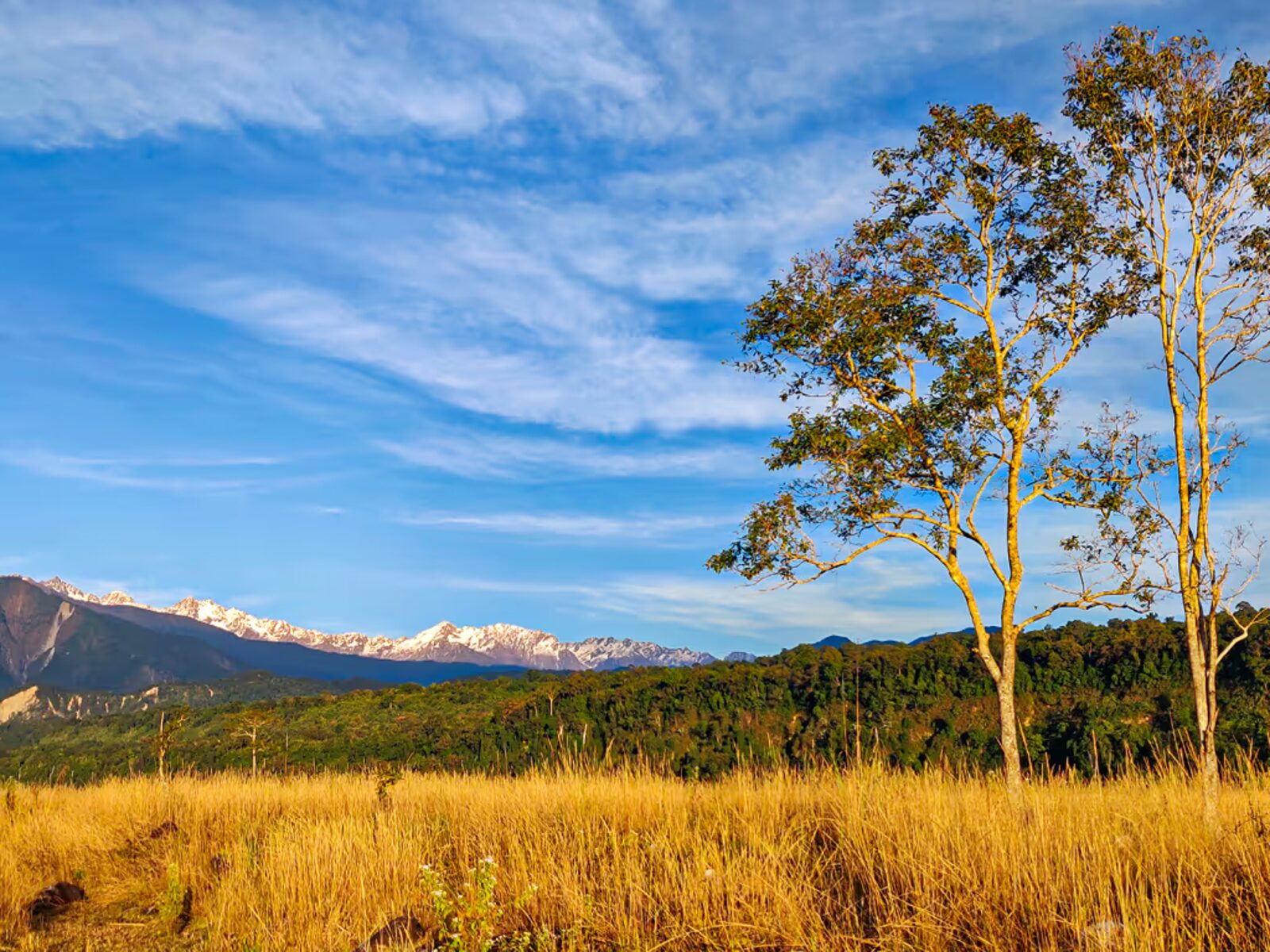 Forest Grassland camp in Sikkim